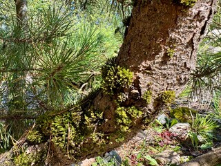  Green moss growing on a large rock in natural outdoor environment 
