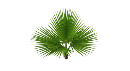 Pristine palm tree crown with lush green, sharply defined fronds, isolated on transparent, top-down with ultra-diffused studio lighting, concept of natural purity and eco-friendly branding