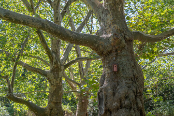 Tree with nesting box. A mighty tree bears a small nesting box on its trunk. Sunlight streams through the green leaves.