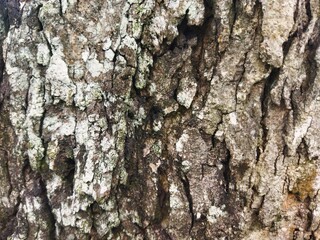 Close-up of rough tree bark texture with natural cracks, earthy colors, and organic details. Ideal background for eco, rustic, forest, or nature-inspired design and environmental themes