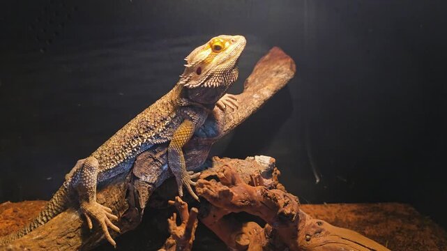 Close-up of a bearded dragon lizard resting on a wooden branch inside a terrarium, exotic reptile pet under warm lighting