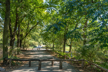Park path with trees and barrier. A shady park path leads through dense trees, enclosed by a wooden railing. Walkers are visible in the background.