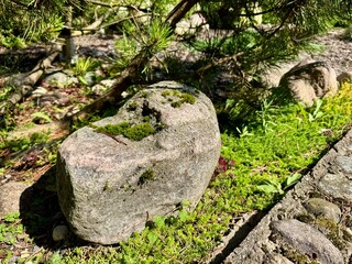 Green moss growing on a large rock in natural outdoor environment 