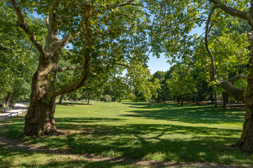 Large Meadow in the Park, Trees. A vast green meadow lies in the shade of old trees. People enjoy the sunny weather in the park.