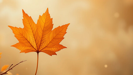 Fototapeta premium Orange Maple Leaf Backlit in Soft Autumn Light