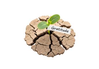 A plant is growing in a cracked, broken, and rocky soil