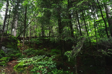 Dense conifer forest with tall spruce trees and fallen logs, natural woodland landscape with lush green vegetation.