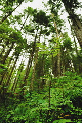 Fototapeta premium Dense conifer forest with tall spruce trees and fallen logs, natural woodland landscape with lush green vegetation.