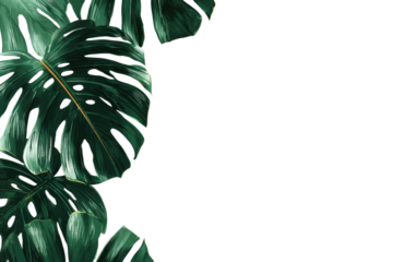 Banner of tropical palm leaf monstera frame border design on transparent background. Green leaves flat lay, top view