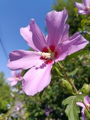 Pink and purple flowers summer