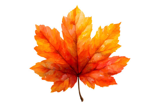Maple autumn leaf PNG illustration with transparent background, perfect for seasonal designs, fall-themed projects, nature-inspired artworks, and decorative elements