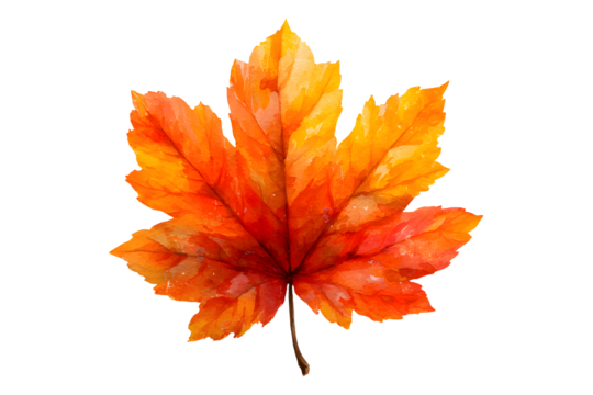 Maple autumn leaf PNG illustration with transparent background, perfect for seasonal designs, fall-themed projects, nature-inspired artworks, and decorative elements