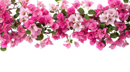 Beautiful bougainvillea spring floral blossom border isolated on transparent background. Colorful flower frame. blossom flower with green leaves. Mockup from flowers. Spring summer design elements PNG