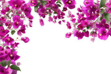 Beautiful bougainvillea spring floral blossom border isolated on transparent background. Colorful flower frame. blossom flower with green leaves. Mockup from flowers. Spring summer design elements PNG