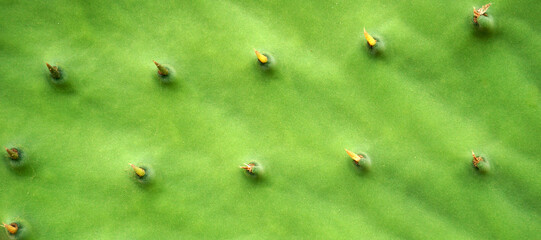 Closeup texture of green Prickly pear or Opuntia cactus plant.Tropical succulent leaf background for design.