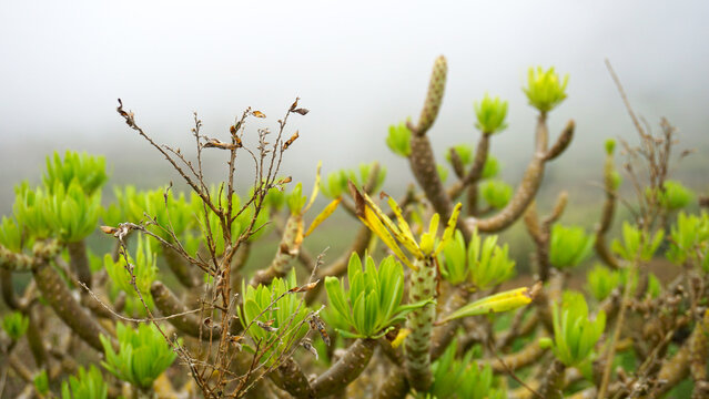 Kleinia neriifolia or Verode plants growing wild in Tenerife, Canary Islands, Spain.