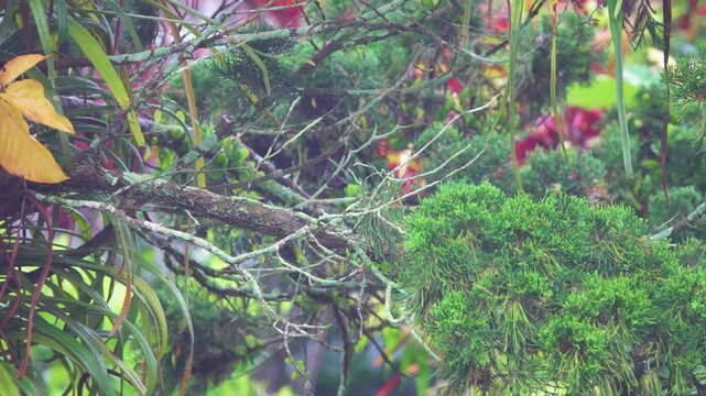 Chestnut mannikin (Lonchura malacca, Lonchura atricapilla) birds feed on bush. North Sulawesi. Indonesia
