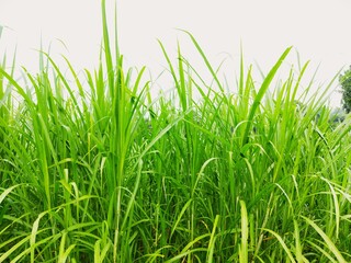 Fresh tall green grass field under bright daylight, natural tropical vegetation background perfect for nature, ecology, environment, landscape, and outdoor design resources
