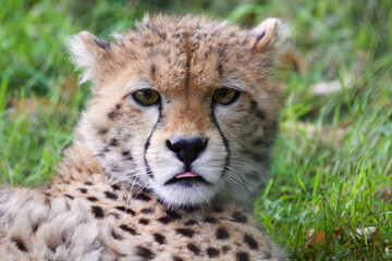 Adorable cheetah cub resting in the green grass with its tongue sticking out