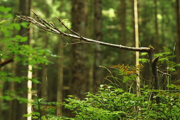 Dense conifer forest with tall spruce trees and fallen logs, natural woodland landscape with lush...