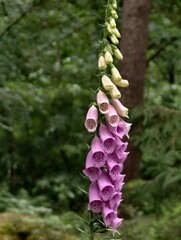 Vibrant foxglove flowers blooming in a lush green forest setting perfect for spring designs © IMRAN_IM33