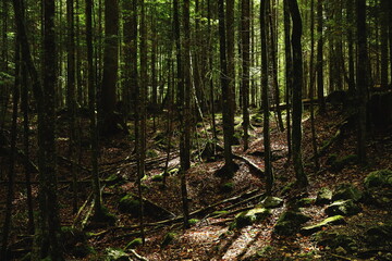 Misty forest scene with sunlight shining through tall trees, moss, and roots on the ground, creating a mysterious and moody atmosphere.