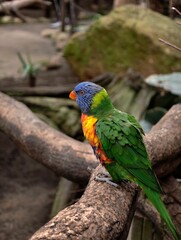 Rainbow lorikeet perched on a branch showcasing vibrant colors in nature photography