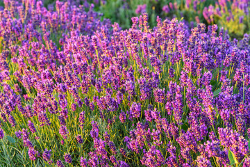 Close up, macro view of vibrant purple lavender flowers in soft evening sunlight. Golden light,...