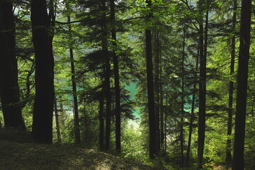 Fototapeta premium Sunny forest with tall trees and turquoise mountain lake in the background, peaceful natural landscape, summer travel concept.