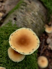 Close up of honey fungus armillaria mellea growing on moss covered log in forest