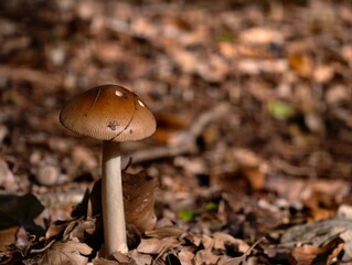 Mushroom in the forest floor with brown leaves and sunlight shining through the trees