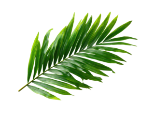 Natural green palm leaf isolated on white background. Tropical coconut palm branches with shadow. Evergreen plant foliage, clip art for summer design elements, cut out, PNG