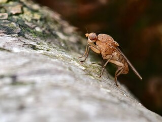 Macro shot of a small brown fly resting on a textured tree branch outdoors