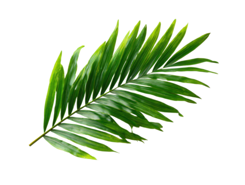 Natural green palm leaf isolated on white background. Tropical coconut palm branches with shadow. Evergreen plant foliage, clip art for summer design elements, cut out, PNG