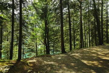 Sunny forest with tall trees and turquoise mountain lake in the background, peaceful natural...