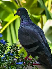 Pigeon perched among blue flowers and green leaves in natural light setting