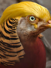 Golden pheasant close up portrait showcasing vibrant plumage and intricate feather details