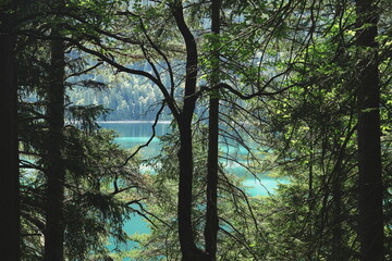 Sunny forest with tall trees and turquoise mountain lake in the background, peaceful natural landscape, summer travel concept.