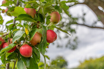 Obraz premium A cluster of ripe apples hangs among green leaves. The fruits glow red in natural light.