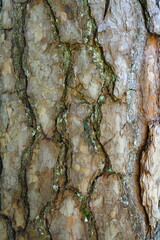 Close-up texture of pine tree bark with natural cracks and patterns.