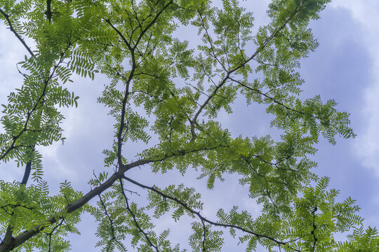 Gleditsia triacanthos. Honey locust tree, thorny locust.  Tree branches against the sky