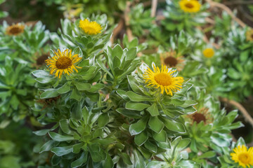 Asteriscus sericeus, the Canary Island daisy.It is endemic to the Canary Islands