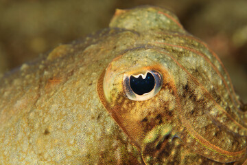 Close-up of a cuttlefish's eye.