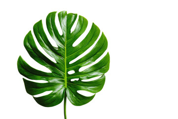 Leaf of tropical monstera plant on white background png file, Flat lay, top view with space for text