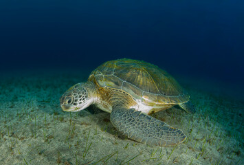 A turtle eats grass on the sandy sea floor.