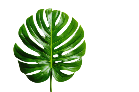Leaf of tropical monstera plant on white background png file, Flat lay, top view with space for text