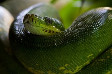 Emerald tree boa coiled and alert, showing vibrant green scales in rainforest