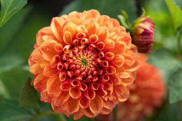 Orange dahlia flower in full bloom close up