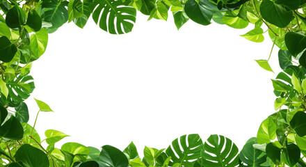 Vibrant green pothos, monstera, philodendron leaves elegantly arching, framing a transparent copy space with soft high-key lighting, concept of natural vitality and sustainability