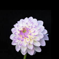 White and lilac dahlia flower on black background